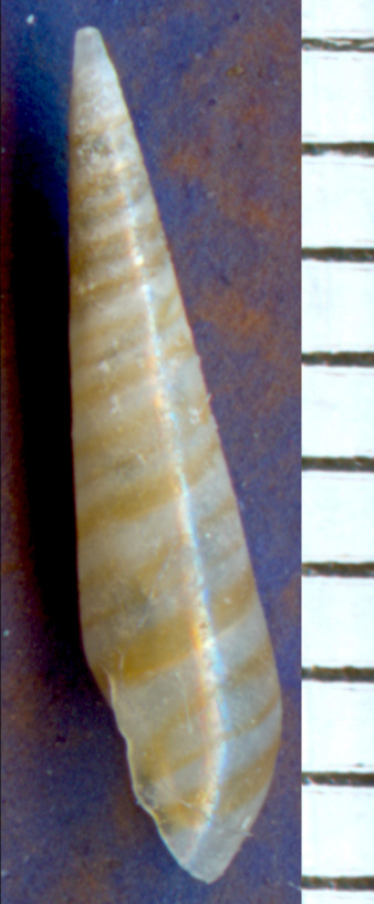 Eulima glabra